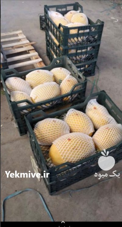 خربزه و هندوانه بیضی b 32 در گروه خرید و فروش هندوانه در یکمیوه -عکس3