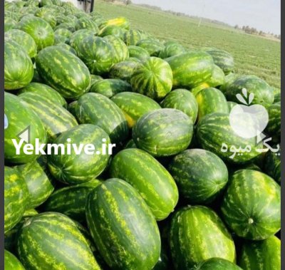 خربزه و هندوانه بیضی b 32 در گروه خرید و فروش هندوانه در یکمیوه -عکس4