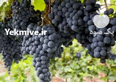 انگور سیاه کردستان در تهران در گروه خرید و فروش انگور در یکمیوه -عکس1