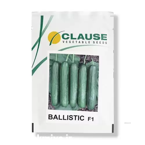 قیمت خرید بذر خیار بالستیک در گروه خرید و فروش بذر خیار در یکمیوه -عکس1