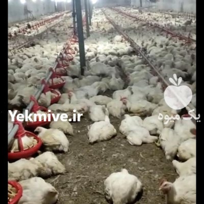 کود مرغی در قزوین در گروه خرید و فروش کود مرغی در یکمیوه -عکس3