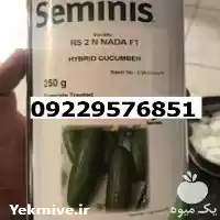 فروش بذر خیار رویال اصل در شیراز در گروه خرید و فروش بذر خیار در یکمیوه
