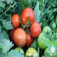 رب فروش بذر 4129 در زنجان در گروه خرید و فروش رب در یکمیوه