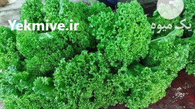 تامین و ارسال کاهو فرانسوی در اصفهان در گروه خرید و فروش کاهو در یکمیوه -عکس2