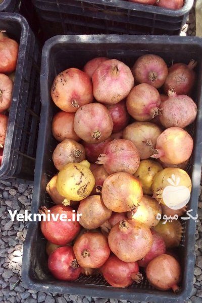 انار محلی ارزان هم شیرین هم در رفسنجان در گروه خرید و فروش انار در یکمیوه -عکس1