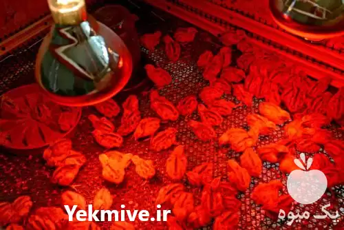 فروش لامپ مادون قرمز حرارتی 250 در اصفهان در گروه خرید و فروش لامپ رشد در یکمیوه -عکس1