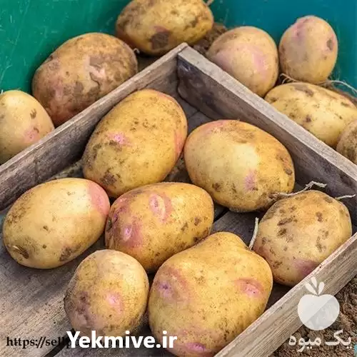 قیمت خرید بذر سیب زمینی پیکاسو در سنندج در گروه خرید و فروش سیب زمینی در یکمیوه -عکس1