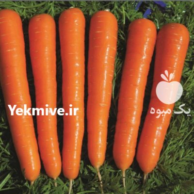 بذر هویج کریستو ویلمورین Vilmorin در کرج در گروه خرید و فروش بذر هویج در یکمیوه -عکس2