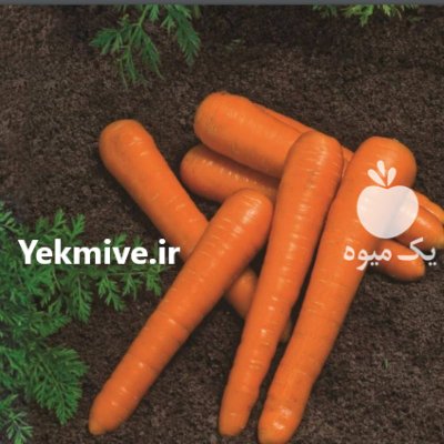 بذر هویج سیرانو ویلمورین Vilmorin در کرج در گروه خرید و فروش بذر هویج در یکمیوه -عکس2