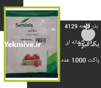 فروش بذر گوجه باسیموf 1 سمینیس ارسال در اهواز در گروه خرید و فروش بذر گوجه در یکمیوه -عکس1