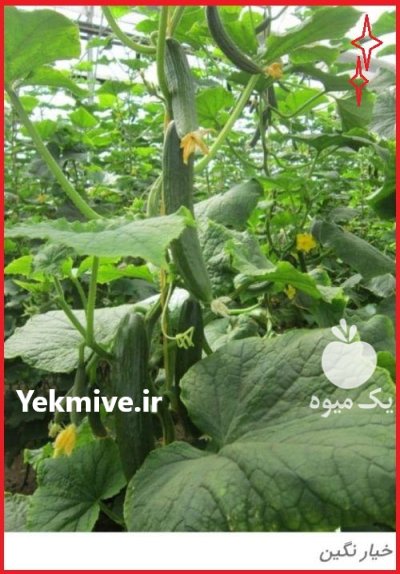 بذر خیار گلخانه ای نگینF 1 ارسال در گروه خرید و فروش بذر خیار در یکمیوه -عکس1