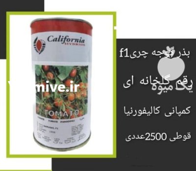 فروش بذر گوجه چری گلخانه ای در گروه خرید و فروش بذر گوجه در یکمیوه -عکس1