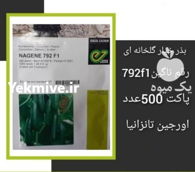 بذر خیار گلخانه ای NAGENE 792 در اهواز در گروه خرید و فروش بذر خیار در یکمیوه -عکس1