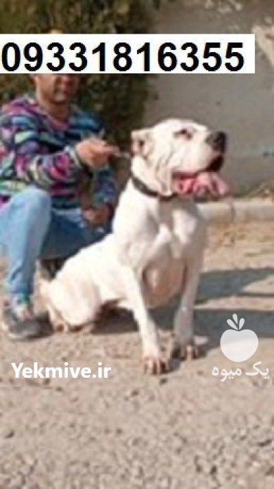 سگ قفقازی_سگ اصیل شاهسون سگ در گروه سگ و گربه در یکمیوه -عکس3