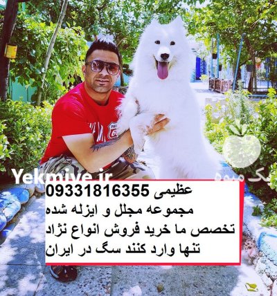 سگ قفقازی_سگ اصیل شاهسون سگ در گروه سگ و گربه در یکمیوه -عکس4