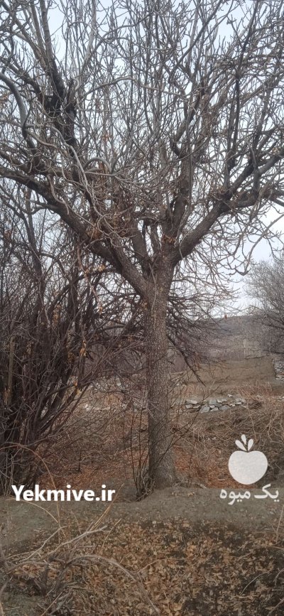 فروش چوب درخت گردو و گلابی زبان در لای بید در گروه خرید و فروش چوب درخت در یکمیوه -عکس2