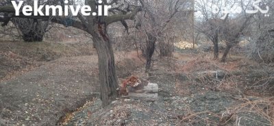 فروش چوب درخت گردو و گلابی زبان در لای بید در گروه خرید و فروش چوب درخت در یکمیوه -عکس3