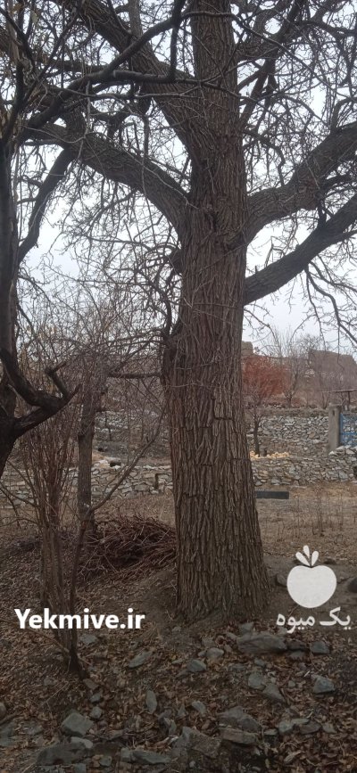 فروش چوب درخت گردو و گلابی زبان در لای بید در گروه خرید و فروش چوب درخت در یکمیوه -عکس4