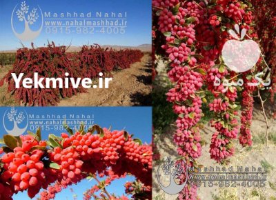 فروش زرشک تازه و اعلا در شیراز در گروه خرید و فروش زرشک در یکمیوه -عکس1