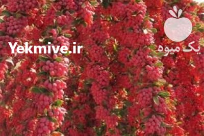 فروش زرشک تازه و اعلا در شیراز در گروه خرید و فروش زرشک در یکمیوه -عکس2