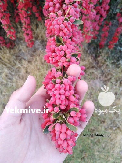 فروش زرشک تازه و اعلا در شیراز در گروه خرید و فروش زرشک در یکمیوه -عکس3