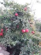 آگهی مشابه انار دون صورتی و شیرین در درجزین در گروه خرید و فروش انار در یکمیوه