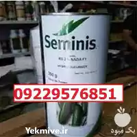 بذر خیار رویال پرفروش اصل در گروه خرید و فروش بذر خیار در یکمیوه
