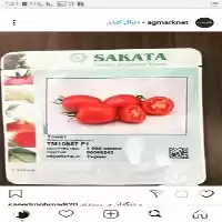 قیمت خرید بذر گوجه فرنگی هیبرید در بوشهر در گروه خرید و فروش بذر گوجه در یکمیوه