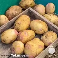 قیمت خرید بذر سیب زمینی پیکاسو در سنندج در گروه خرید و فروش سیب زمینی در یکمیوه