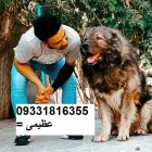 سگ قفقازی_سگ اصیل شاهسون سگ در گروه سگ و گربه در یکمیوه
