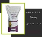 فروش بذر ذرت زودرس ویچیتا آمریکایی در اهواز در گروه خرید و فروش بذر ذرت در یکمیوه