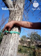 فروش چوب درخت گردو و گلابی زبان در لای بید در گروه خرید و فروش چوب درخت در یکمیوه