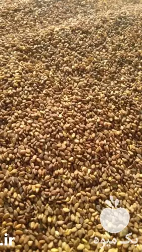 قیمت خرید کنجد خام بوداده تاج در اردکان در گروه خرید و فروش دانه های روغنی در یکمیوه -عکس1