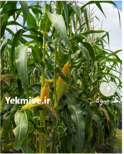 فروش بلال شیرین در گروه خرید و فروش ذرت در یکمیوه -عکس1