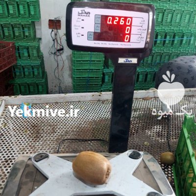 بسته بندی و سورت کیوی سوپر صادراتی در آستارا در گروه خرید و فروش کیوی در یکمیوه -عکس2
