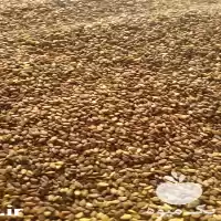 قیمت خرید کنجد خام بوداده تاج در اردکان در گروه خرید و فروش دانه های روغنی در یکمیوه