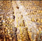 سیب زمینی آنلاین به صورت خرده در اردبیل در گروه خرید و فروش سیب زمینی در یکمیوه