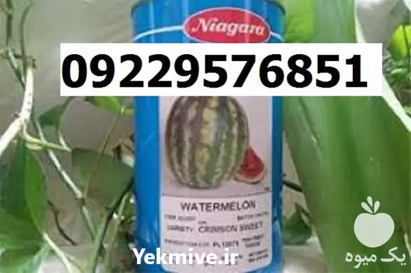 بذر هندوانه نیاگارا پرفروش ارسال در گروه خرید و فروش هندوانه در یکمیوه -عکس1