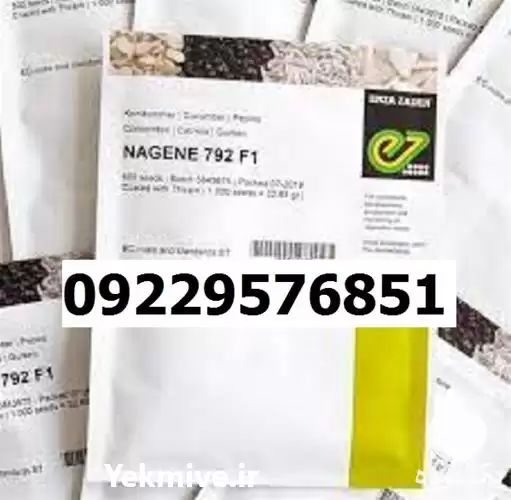 قیمت خرید قیمت بذر خیار ناگین در شیراز در گروه خرید و فروش بذر خیار در یکمیوه -عکس1