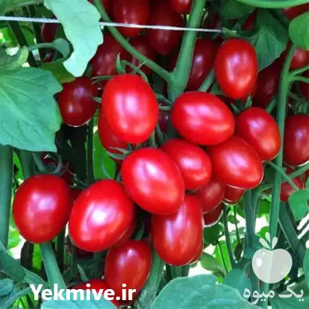 فروش بذر گوجه زیتونی گلخانه ای در تبریز در گروه خرید و فروش زیتون در یکمیوه -عکس1