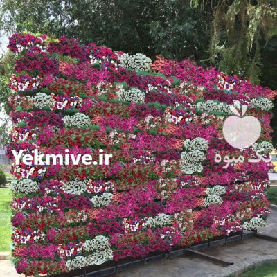 دیوار گل بعدی هیلدا فلاورباکس طبقاتی در تهران در گروه خرید و فروش تجهیزات گلخانه در یکمیوه -عکس2