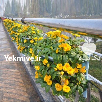 فلاورباکس خورجینی هیلدا نیم گرد گلدان پالونی در تهران در گروه خرید و فروش تجهیزات گلخانه در یکمیوه -عکس3