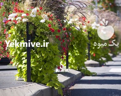 فلاورباکس خورجینی هیلدا مستطیل گلدان پالونی در تهران در گروه خرید و فروش تجهیزات گلخانه در یکمیوه -عکس3