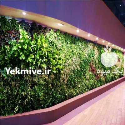 دیوار گل پیوسته طبیعی هیلدا باکس در تهران در گروه سازنده در یکمیوه -عکس1