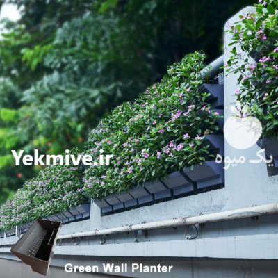 دیوار گل پیوسته طبیعی هیلدا باکس در تهران در گروه سازنده در یکمیوه -عکس3