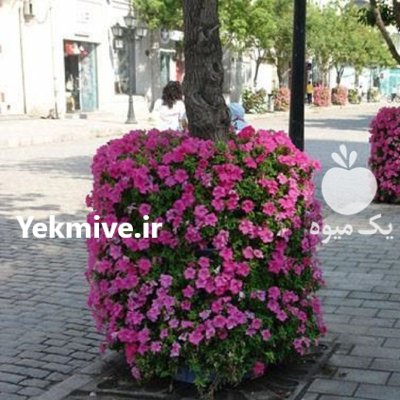 فلاورباکس دور درختی هیلدا گلدان طبقاتی در تهران در گروه خرید و فروش انواع گل در یکمیوه -عکس1