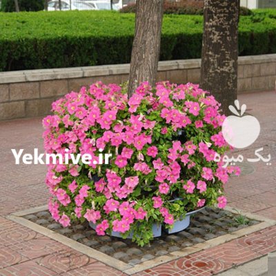 فلاورباکس دور درختی هیلدا گلدان طبقاتی در تهران در گروه خرید و فروش انواع گل در یکمیوه -عکس2