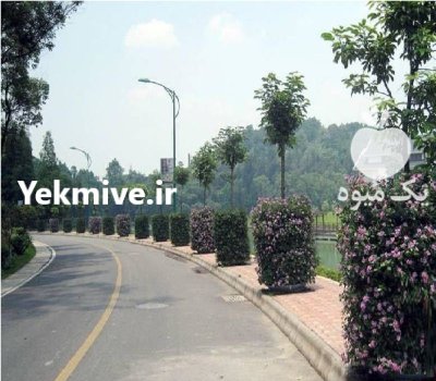 فلاورباکس دور درختی هیلدا گلدان طبقاتی در تهران در گروه خرید و فروش انواع گل در یکمیوه -عکس4