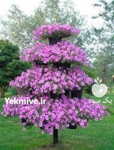 فلاورباکس طبقاتی هیلدا گلدان طبقاتی کاج در گروه خرید و فروش و قیمت کاج در یکمیوه -عکس2