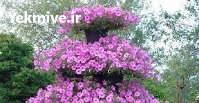 فلاورباکس طبقاتی هیلدا گلدان طبقاتی کاج در گروه خرید و فروش و قیمت کاج در یکمیوه -عکس3